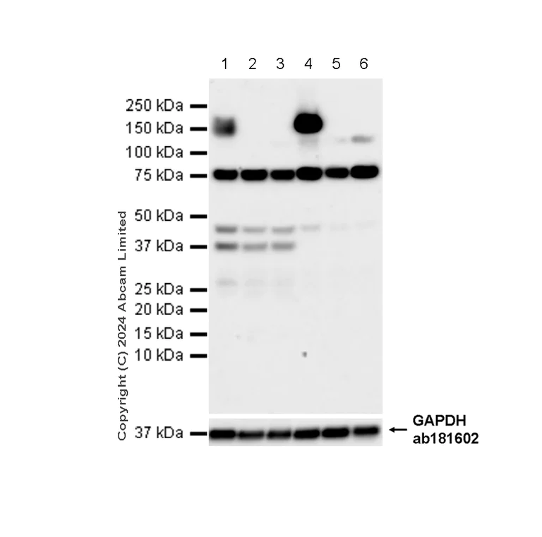 Western blot - Anti-CD13 antibody [EPR4058] (AB108310)
