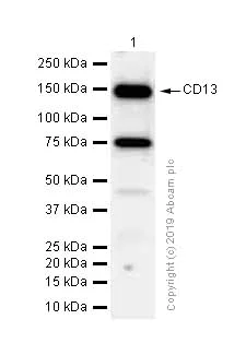 Western blot - Anti-CD13 antibody [EPR4058] (AB108310)
