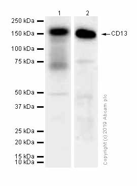 Western blot - Anti-CD13 antibody [EPR4058] (ab108310), expandable thumbnail