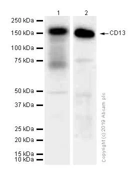 Western blot - Anti-CD13 antibody [EPR4058] (AB108310)