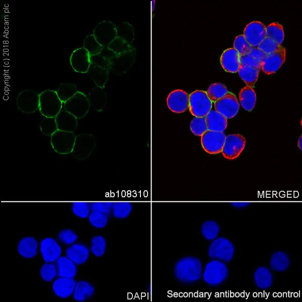 Immunocytochemistry/ Immunofluorescence - Anti-CD13 antibody [EPR4058] - BSA and Azide free (AB271872)