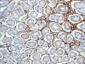 Immunohistochemistry (Formalin/PFA-fixed paraffin-embedded sections) - Anti-CD13 antibody [EPR4058] - BSA and Azide free (AB271872)