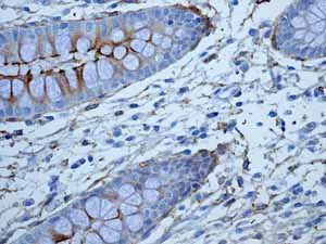 Immunohistochemistry (Formalin/PFA-fixed paraffin-embedded sections) - Anti-CD13 antibody [EPR4058] - BSA and Azide free (AB271872)