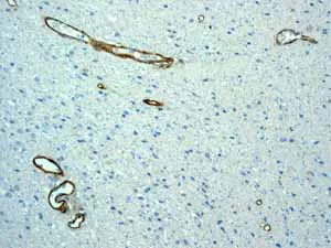 Immunohistochemistry (Formalin/PFA-fixed paraffin-embedded sections) - Anti-CD13 antibody [EPR4058] - BSA and Azide free (AB271872)