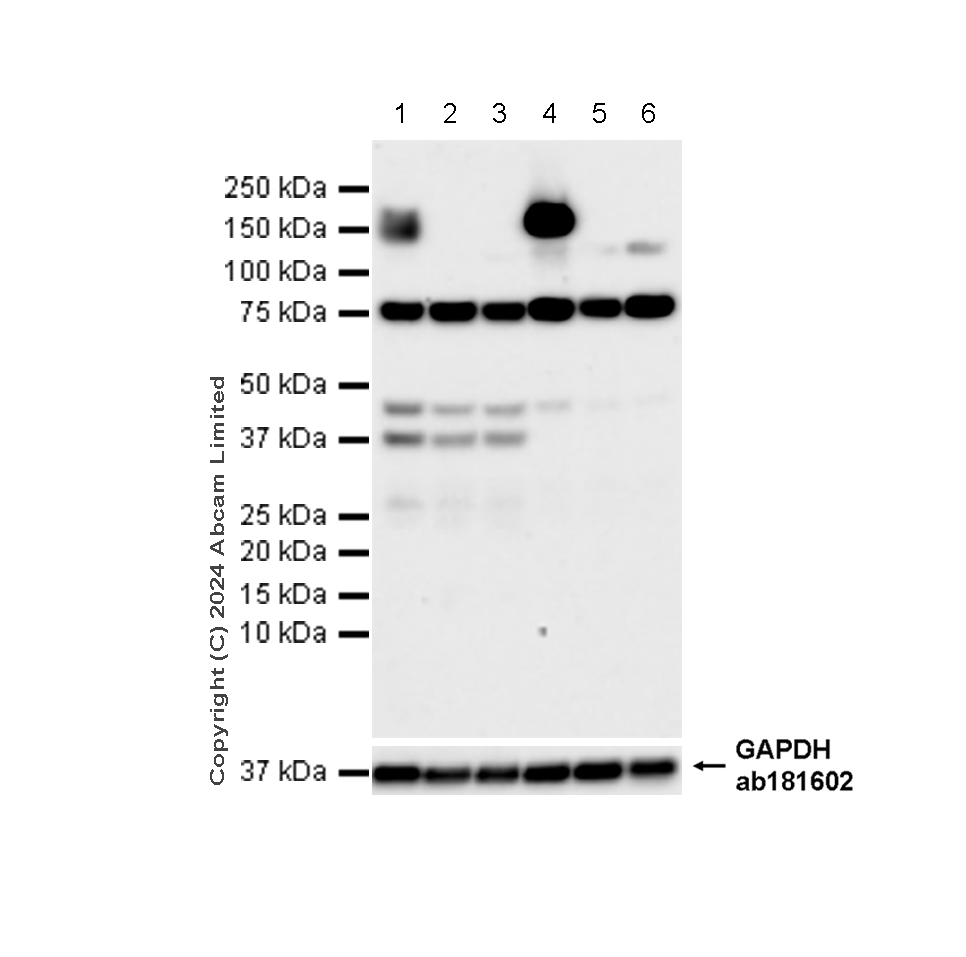 Western blot - Anti-CD13 antibody [EPR4058] - BSA and Azide free (ab271872), expandable thumbnail