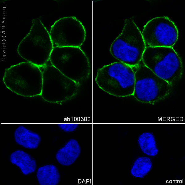 Anti-CD13 antibody [EPR4059] (ab108382) | Abcam