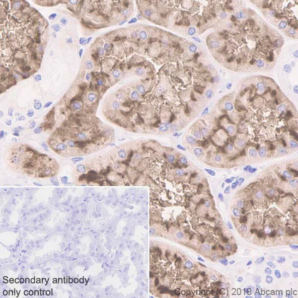 Immunohistochemistry (Formalin/PFA-fixed paraffin-embedded sections) - Anti-CD13 antibody [EPR4059] (AB108382)