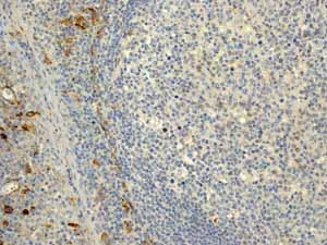 Immunohistochemistry (Formalin/PFA-fixed paraffin-embedded sections) - Anti-CD13 antibody [EPR4059] (AB108382)
