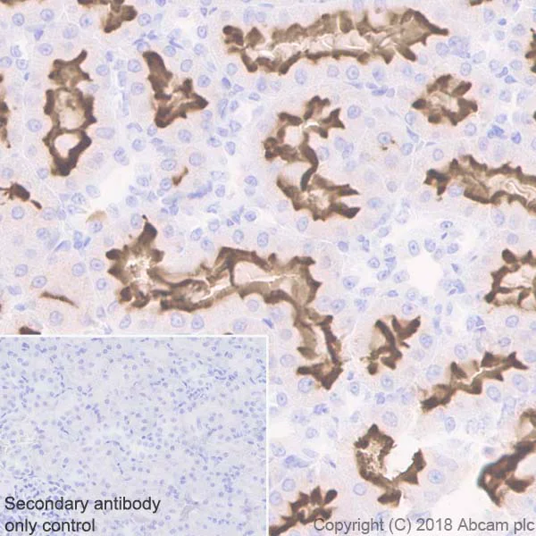 Immunohistochemistry (Formalin/PFA-fixed paraffin-embedded sections) - Anti-CD13 antibody [EPR4059] (AB108382)