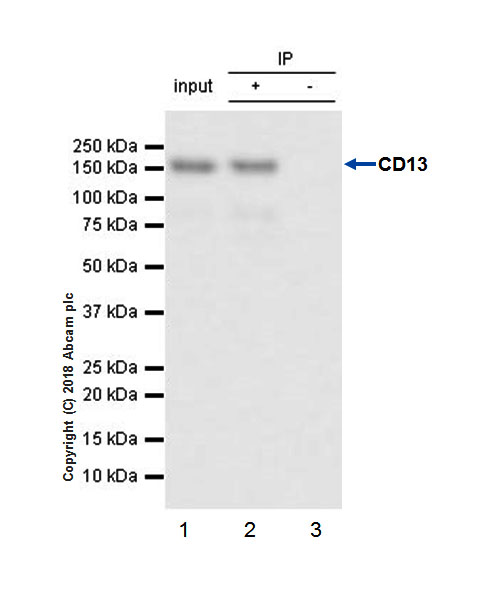 Immunoprecipitation - Anti-CD13 antibody [EPR4059] (AB108382)