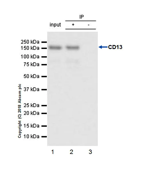 Immunoprecipitation - Anti-CD13 antibody [EPR4059] (AB108382)