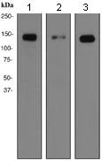Western blot - Anti-CD13 antibody [EPR4059] (AB108382)
