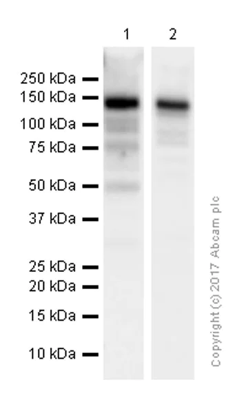 Western blot - Anti-CD13 antibody [EPR4059] (AB108382)