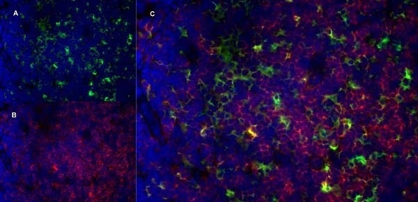 Anti-CD13 antibody [R3-63] (ab33489) | Abcam