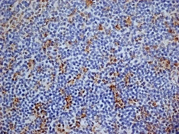Immunohistochemistry (Frozen sections) - Anti-CD13 antibody [R3-63] (AB33489)