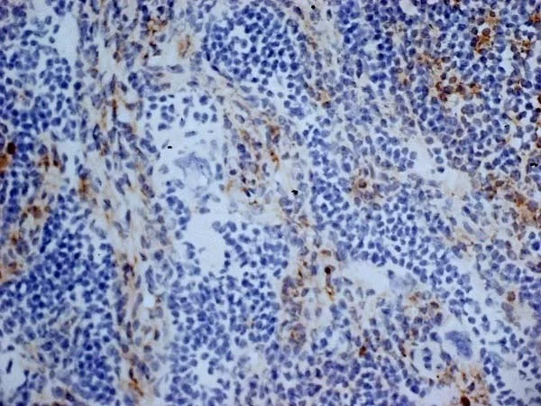 Immunohistochemistry (Frozen sections) - Anti-CD13 antibody [R3-63] (AB33489)