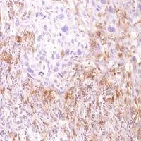 Immunohistochemistry (Formalin/PFA-fixed paraffin-embedded sections) - Anti-CD13 antibody [SP182] (AB183358)