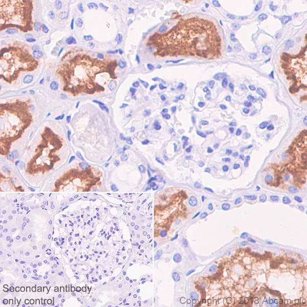 Immunohistochemistry (Formalin/PFA-fixed paraffin-embedded sections) - Anti-CD13 antibody [SP182] (AB183358)