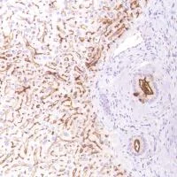 Immunohistochemistry (Formalin/PFA-fixed paraffin-embedded sections) - Anti-CD13 antibody [SP182] - BSA and Azide free (AB243926)