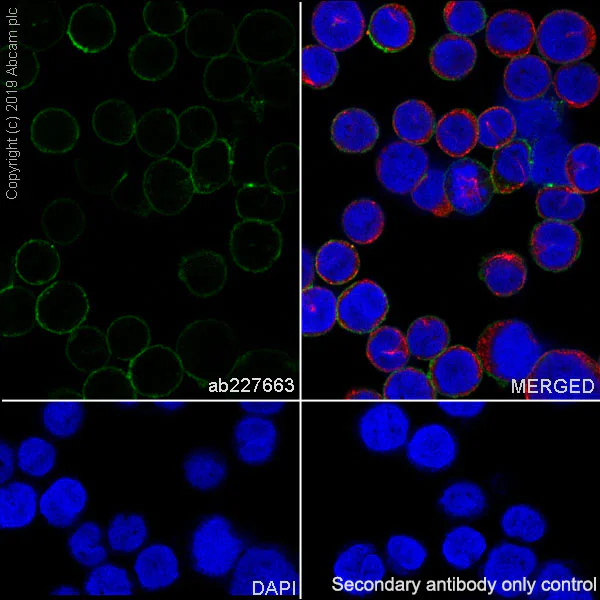 Immunocytochemistry/ Immunofluorescence - Anti-CD13 antibody [SP187] - BSA and Azide free (AB245741)