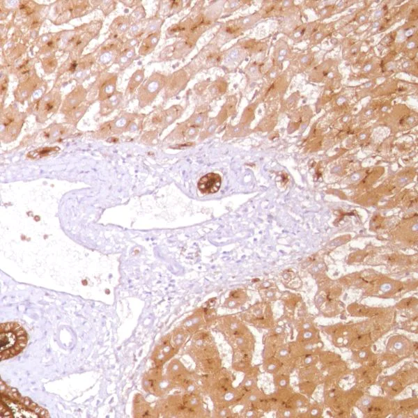 Immunohistochemistry (Formalin/PFA-fixed paraffin-embedded sections) - Anti-CD13 antibody [SP187] - BSA and Azide free (AB245741)