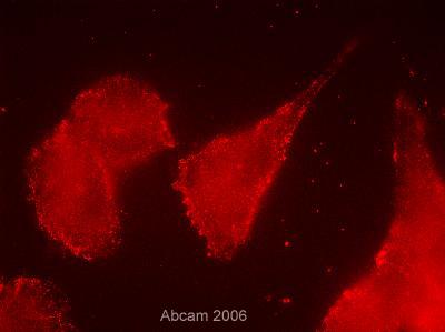 Immunocytochemistry/ Immunofluorescence - Anti-CD13 antibody [WM15] (AB7417), expandable thumbnail
