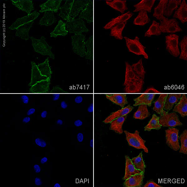 Immunocytochemistry/ Immunofluorescence - Anti-CD13 antibody [WM15] - BSA and Azide free (AB252261)