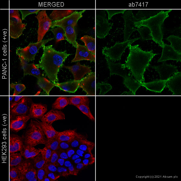 Immunocytochemistry/ Immunofluorescence - Anti-CD13 antibody [WM15] - BSA and Azide free (AB252261)