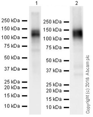 Western blot - Anti-CD130 (gp130) antibody [EPR21732] (ab217671), expandable thumbnail