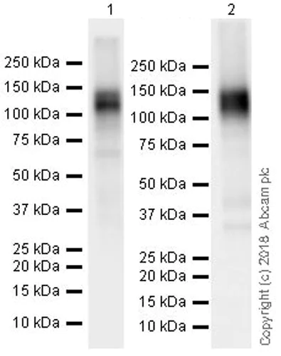 Western blot - Anti-CD130 (gp130) antibody [EPR21732] (AB217671)
