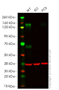 Western blot - Anti-CD130 (gp130) antibody [EPR21732] (AB217671), expandable thumbnail
