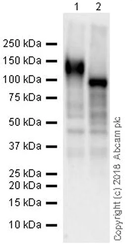 Western blot - Anti-CD130 (gp130) antibody [EPR21732] (AB217671)