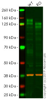 Western blot - Anti-CD130 (gp130) antibody [EPR21732] - BSA and Azide free (AB234105), expandable thumbnail