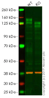 Western blot - Anti-CD130 (gp130) antibody [EPR21732] - BSA and Azide free (AB234105)
