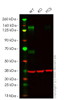 Western blot - Anti-CD130 (gp130) antibody [EPR21732] - BSA and Azide free (AB234105)