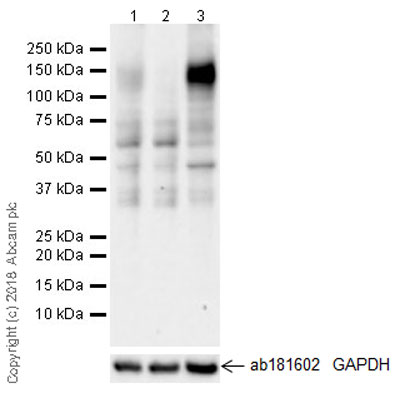 Western blot - Anti-CD130 (gp130) antibody [EPR21732] - BSA and Azide free (AB234105), expandable thumbnail