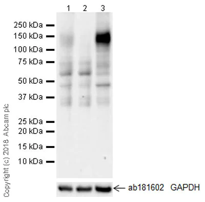 Western blot - Anti-CD130 (gp130) antibody [EPR21732] - BSA and Azide free (AB234105)