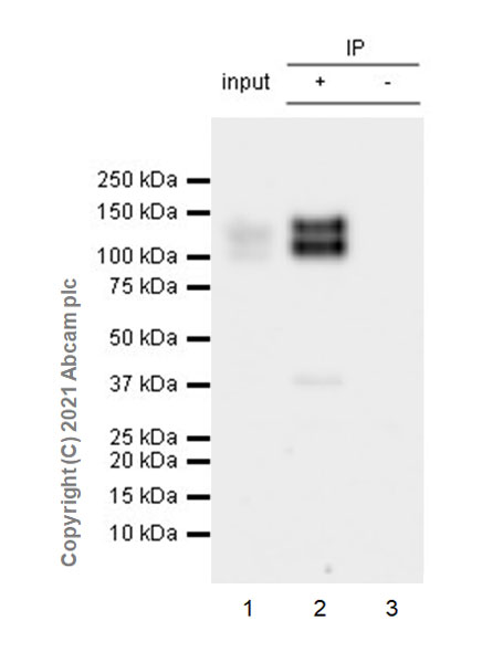 Immunoprecipitation - Anti-CD130 (gp130) antibody [EPR24557-50] (AB283685)