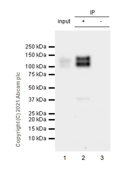 Immunoprecipitation - Anti-CD130 (gp130) antibody [EPR24557-50] - BSA and Azide free (AB283713)