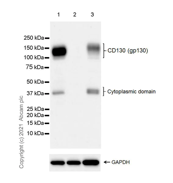 Western blot - Anti-CD130 (gp130) antibody [EPR24557-50] - BSA and Azide free (AB283713)