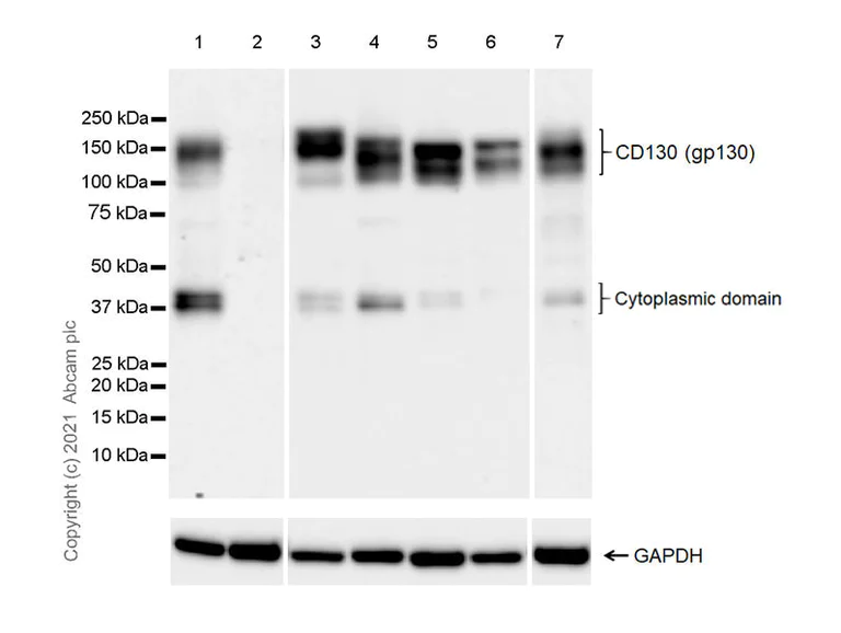 Western blot - Anti-CD130 (gp130) antibody [EPR24557-50] - BSA and Azide free (AB283713)