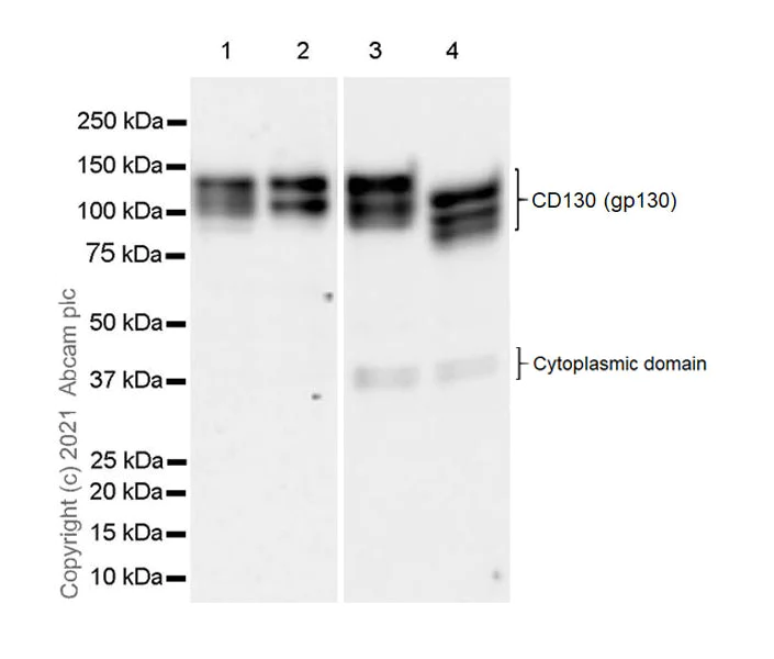 Western blot - Anti-CD130 (gp130) antibody [EPR24557-50] - BSA and Azide free (AB283713)