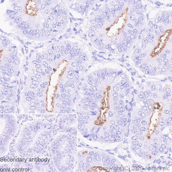 Immunohistochemistry (Formalin/PFA-fixed paraffin-embedded sections) - Anti-CD133 antibody [CMab-43] (AB264538)
