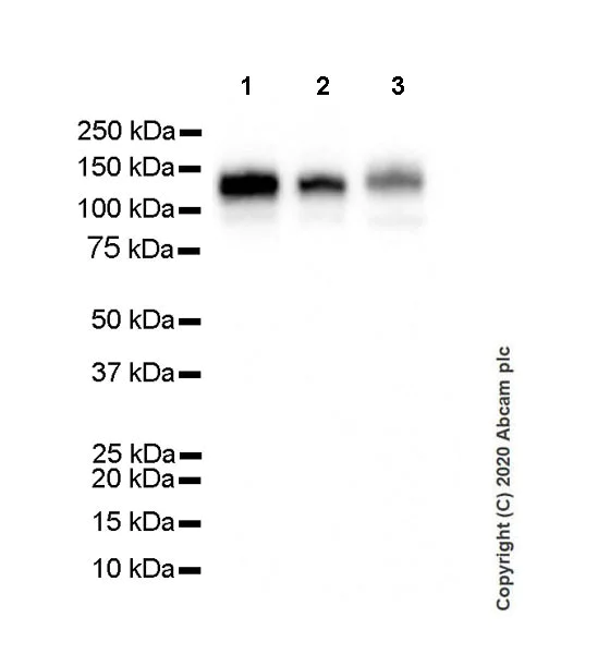 Western blot - Anti-CD133 antibody [CMab-43] (AB264538)