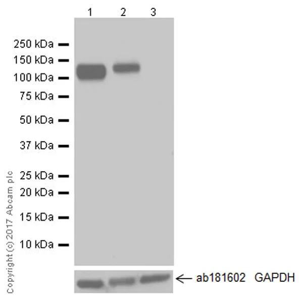 Western blot - Anti-CD133 antibody [EPR16508] (AB222782)