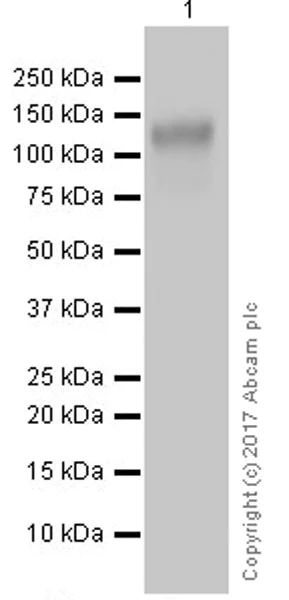 Western blot - Anti-CD133 antibody [EPR16508] (AB222782)