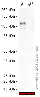 Western blot - Anti-CD133 antibody [EPR16508] (AB222782)