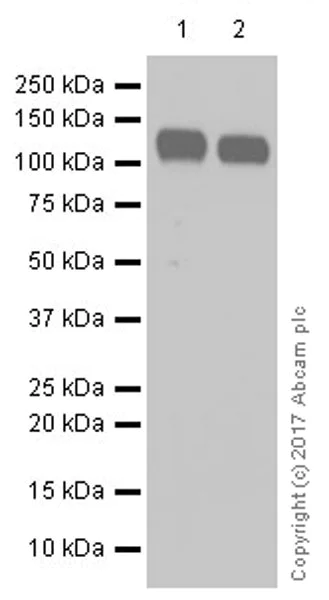 Western blot - Anti-CD133 antibody [EPR16508] (AB222782)