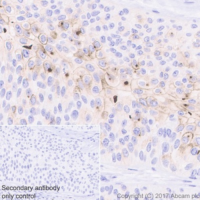 Immunohistochemistry (Formalin/PFA-fixed paraffin-embedded sections) - Anti-CD133 antibody [EPR16508] - BSA and Azide free (AB232642)