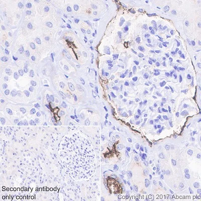 Immunohistochemistry (Formalin/PFA-fixed paraffin-embedded sections) - Anti-CD133 antibody [EPR16508] - BSA and Azide free (AB232642)